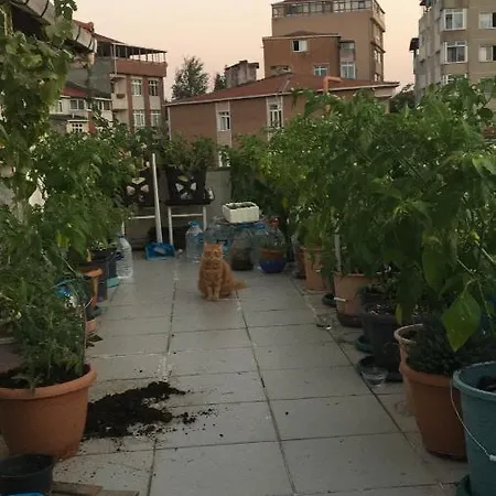 Cat House